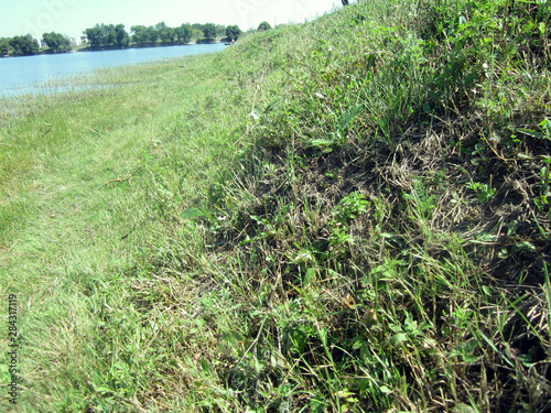 green grass in the garden