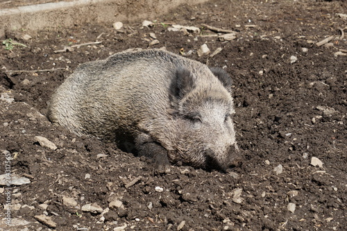 Wildschwein entspannt und satt schläft sich aus