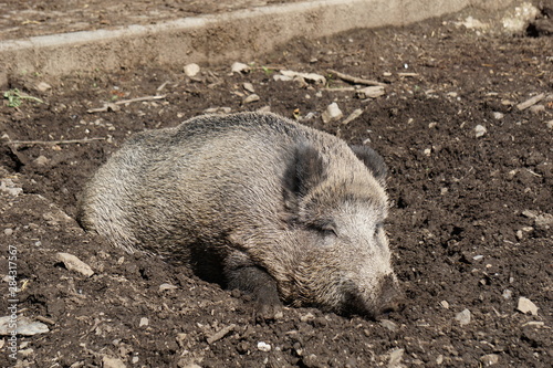 Wildschwein entspannt und satt schläft sich aus