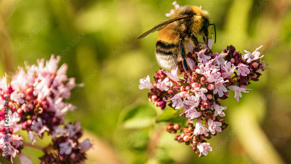 Macro of a beautiful bumblebee on a flower in summer Macro of a beautiful bumblebee on a flower in summer