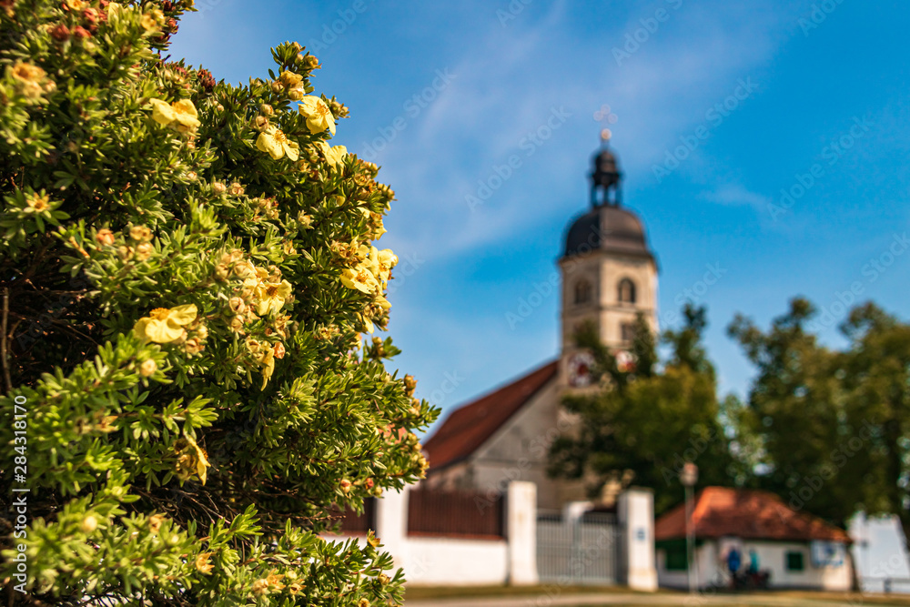 Beautiful flowers at the Bogenberg, Bogen, Bavaria, Germany