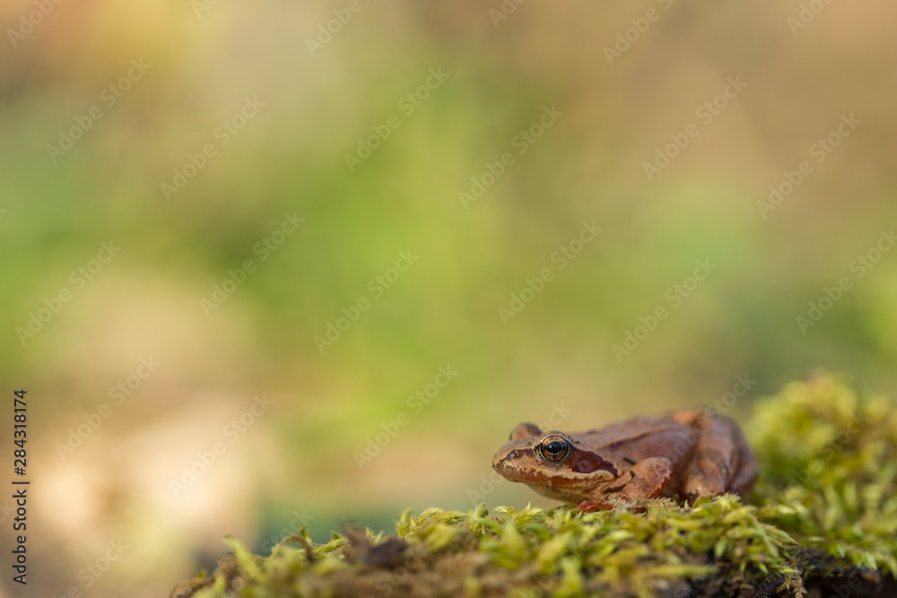 Fototapeta premium young Frog - Rana temporaria on green moss. The Common Frog, Rana temporaria also known as the European Common Frog