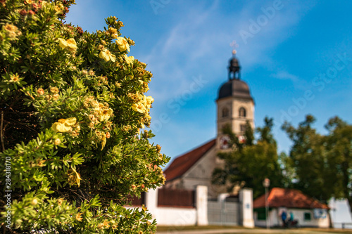Beautiful flowers at the Bogenberg, Bogen, Bavaria, Germany © Martin Erdniss