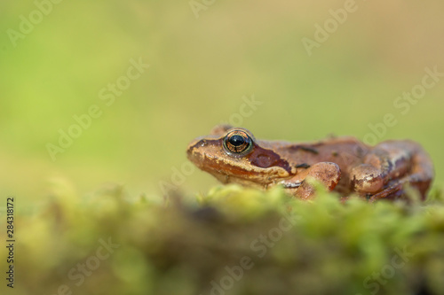 young Frog - Rana temporaria on green moss. The Common Frog, Rana temporaria also known as the European Common Frog