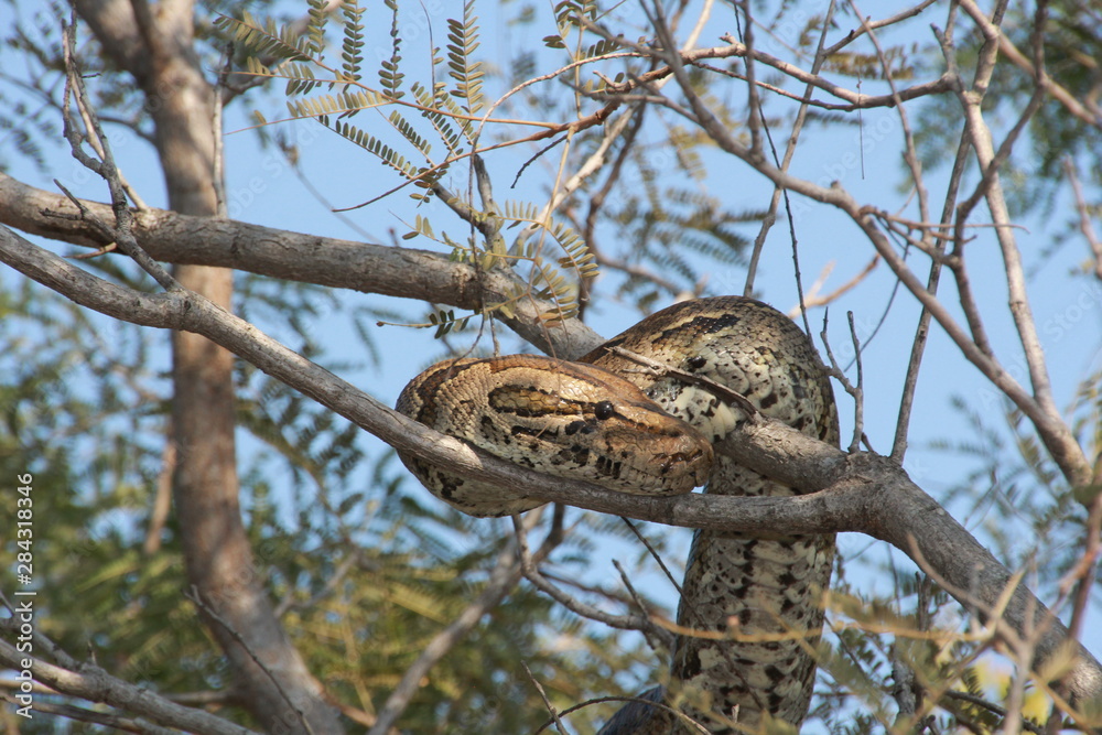 Obraz premium Schlange liegt im Baum