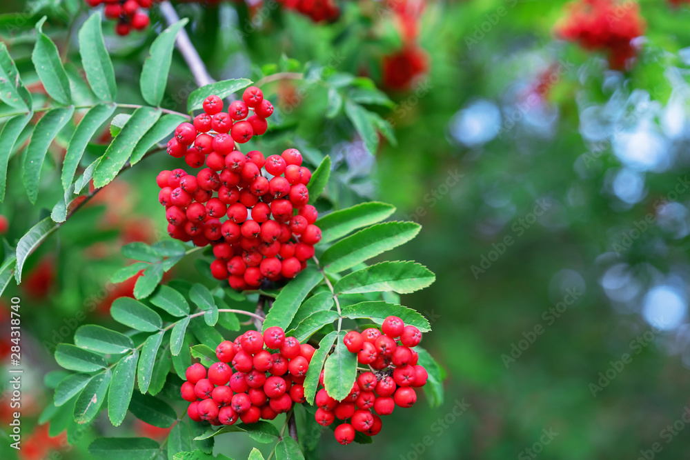 Red rowan berries. Clusters of red rowan berries. Red rowan berries. Clusters of red rowan berries.