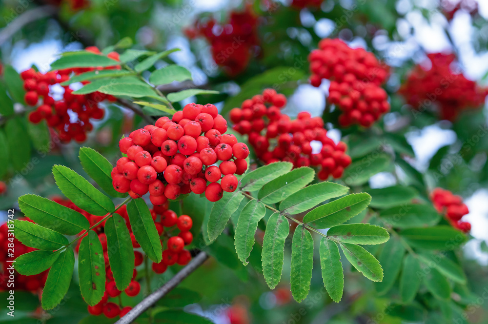 Red rowan berries. Clusters of red rowan berries. Red rowan berries. Clusters of red rowan berries.