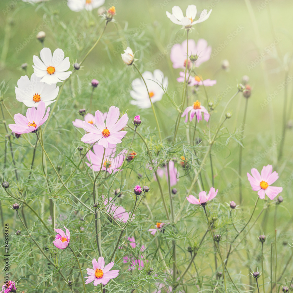 Cosmos plant flowers on the meadow at sunset time.