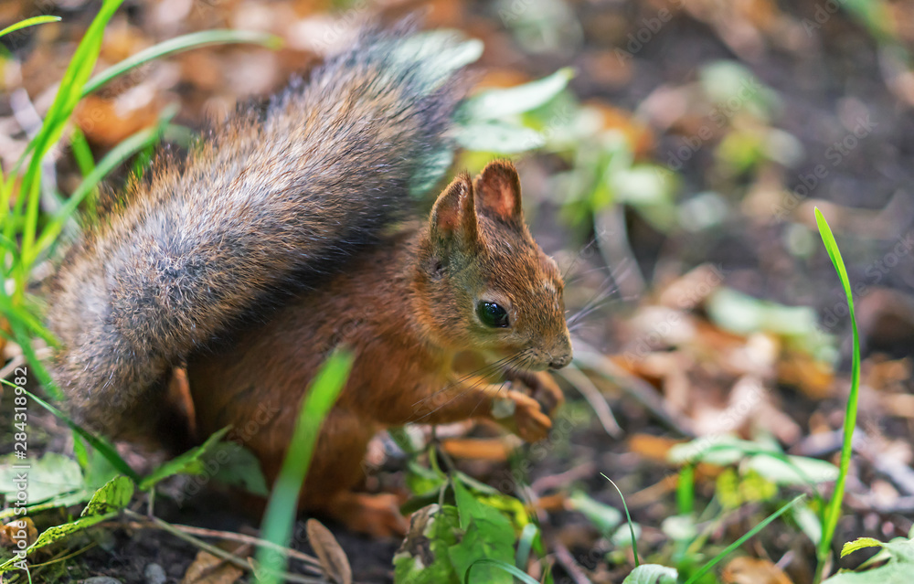 Brown squirrel. Portrait of a squirrel. Squirrel on a background of nature. Brown squirrel. Portrait of a squirrel. Squirrel on a background of nature.