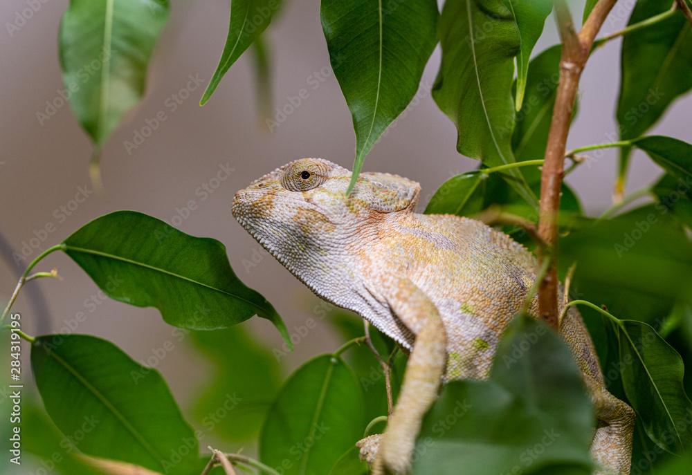An ordinary chameleon sits on a branch of a green tree. An ordinary chameleon sits on a branch of a green tree.