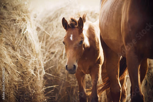Little cute shy foal standing next to her mother near the large stacks of hay, which are lit by light.