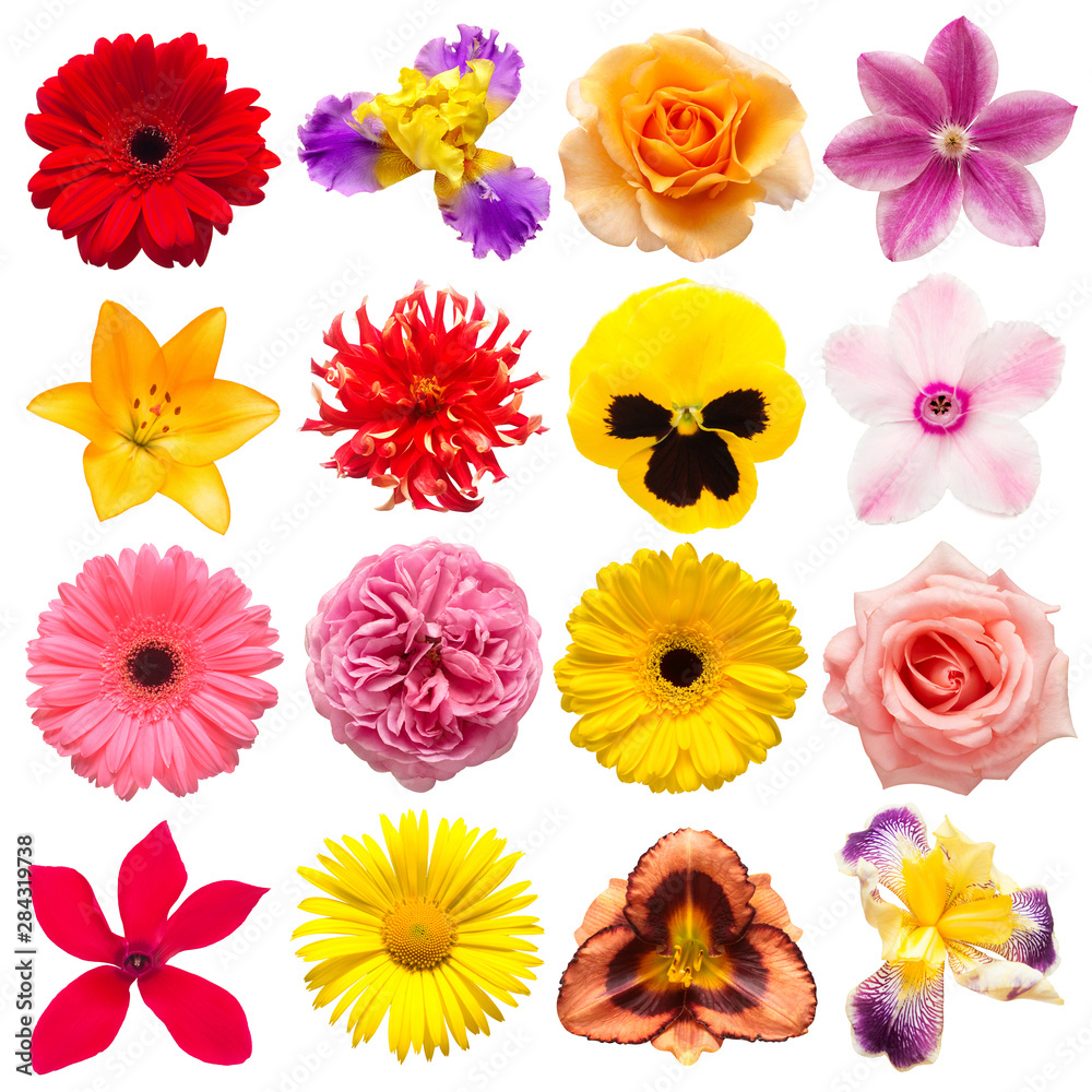 Collection flowers roses, iris, lily, gerbera, dahlia, cyclamen, pansies, daisy isolated on a white background. Creative spring composition, Easter, Valentine's Day. Flat lay, top view Collection flowers roses, iris, lily, gerbera, dahlia, cyclamen, pansies, daisy isolated on a white background. Creative spring composition, Easter, Valentine's Day. Flat lay, top view