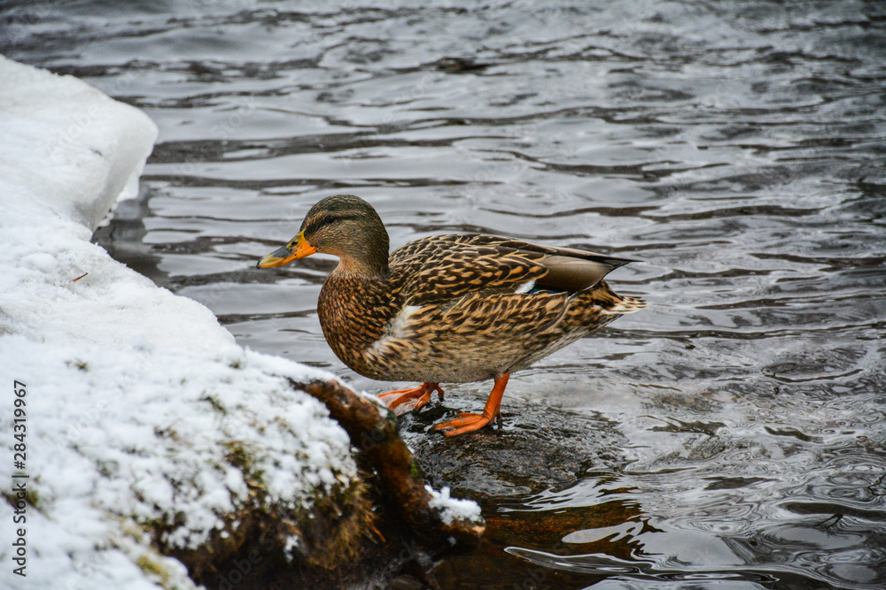 Gray duck out of water Gray duck out of water