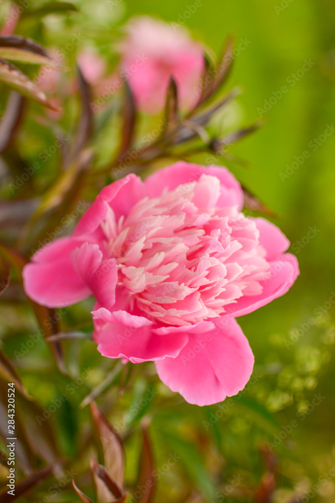 Fototapeta premium Pink flower on green background
