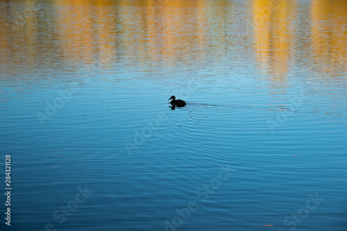 Marvelous scene of autumn season with isolated cute duck swimming, yellow leaves trees, blue sky and dry mountain reflect in the turquoise - colored lake in TwiZel, South Island New Zealand. © Jack Tamrong
