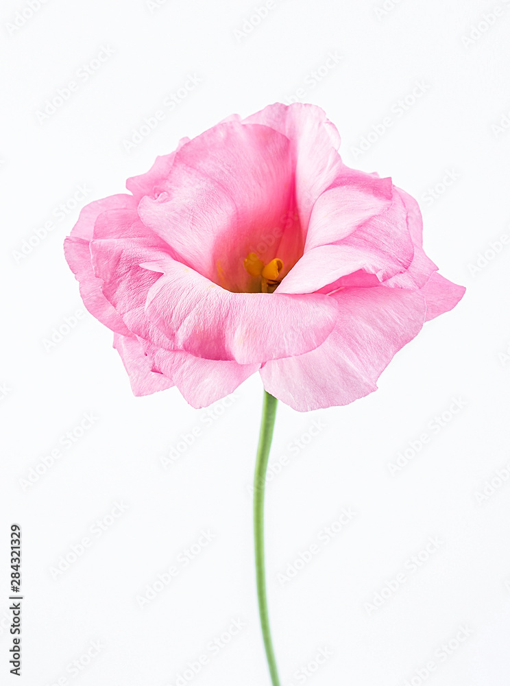 a pink eustoma flower on a white background a pink eustoma flower on a white background
