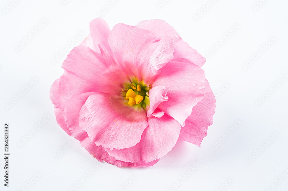 a pink eustoma flower on a white background