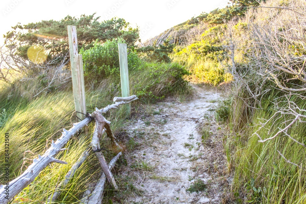 Fototapeta premium Selective Focus of gnarled windswept live oak trees on Ocracoke Island, North Carolina, where Blackbeard the Pirate was captured and hanged