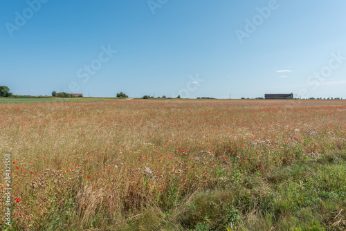 field of wheat with poppies
