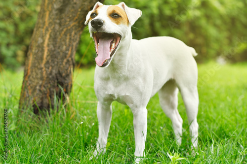 Jack Russell Terrier yawns while standing in a park