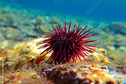 Paracentrotus lividus - colorful Mediterranean sea urchin in underwater scene  © Kolevski.V