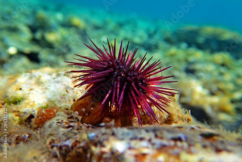 Paracentrotus lividus - colorful Mediterranean sea urchin in underwater scene  photo