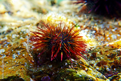 Paracentrotus lividus - colorful Mediterranean sea urchin in underwater scene  © Kolevski.V