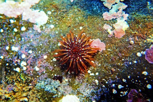 Paracentrotus lividus - colorful Mediterranean sea urchin in underwater scene 