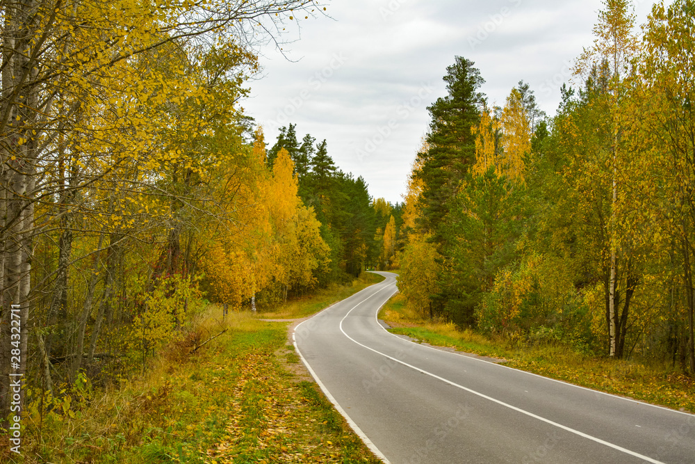 Gray road in autumn forest