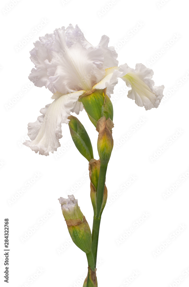 Iris flower isolated on white background. Easter. Summer. Spring. Flat lay, top view. Love. Valentine's Day. Floral pattern, object. Nature concept Iris flower isolated on white background. Easter. Summer. Spring. Flat lay, top view. Love. Valentine's Day. Floral pattern, object. Nature concept