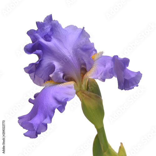 Iris flower isolated on white background. Summer. Spring. Flat lay, top view. Floral pattern. Love. Valentine's Day