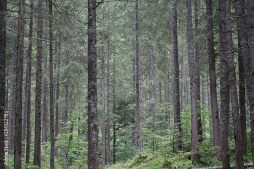 Wald © Valentina