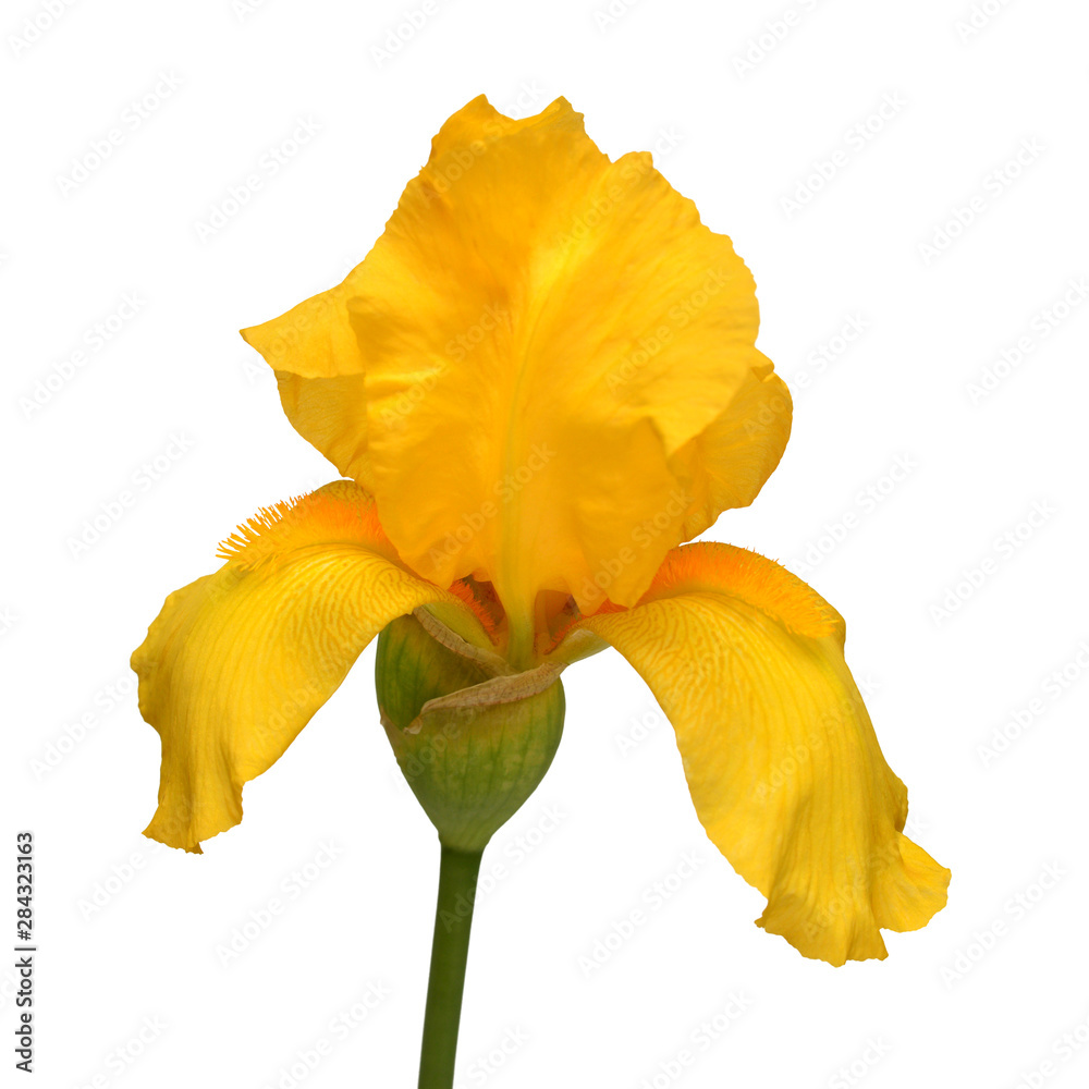 Beautiful yellow iris flower isolated on white background. Easter ...