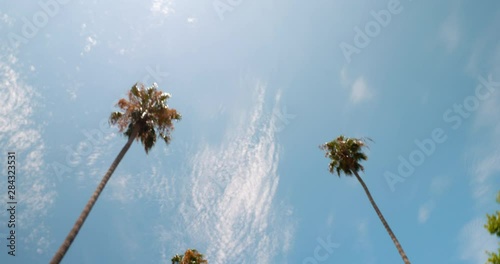 Driving Through Beverly Hills Palm Trees With Sun Beam, California