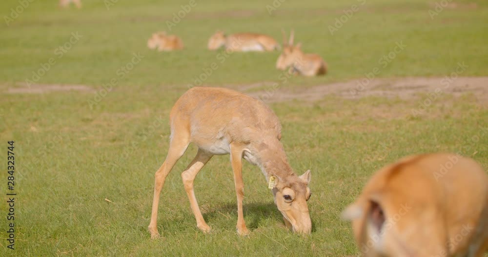 Closeup shoot of baby saiga walking in the field in the national park outdoors Closeup shoot of baby saiga walking in the field in the national park outdoors