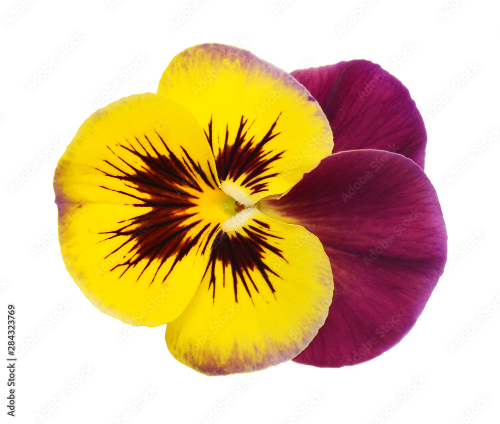 Pansy flower isolated on white background. Flat lay, top view Stock ...