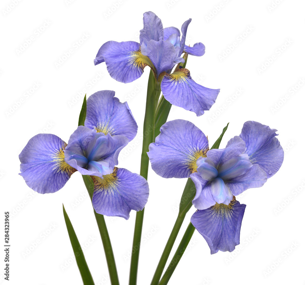 Iris flowers bouquet blue isolated on white background. Summer ...