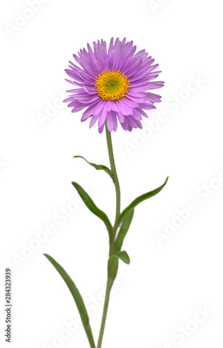 Flower aster alpine pink isolated on white background. Macro  daisy. Floral pattern  object. Flat lay  top view