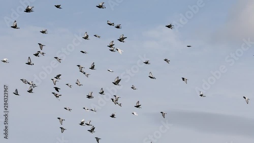 flock of speed racing pigeon flying against clear sky