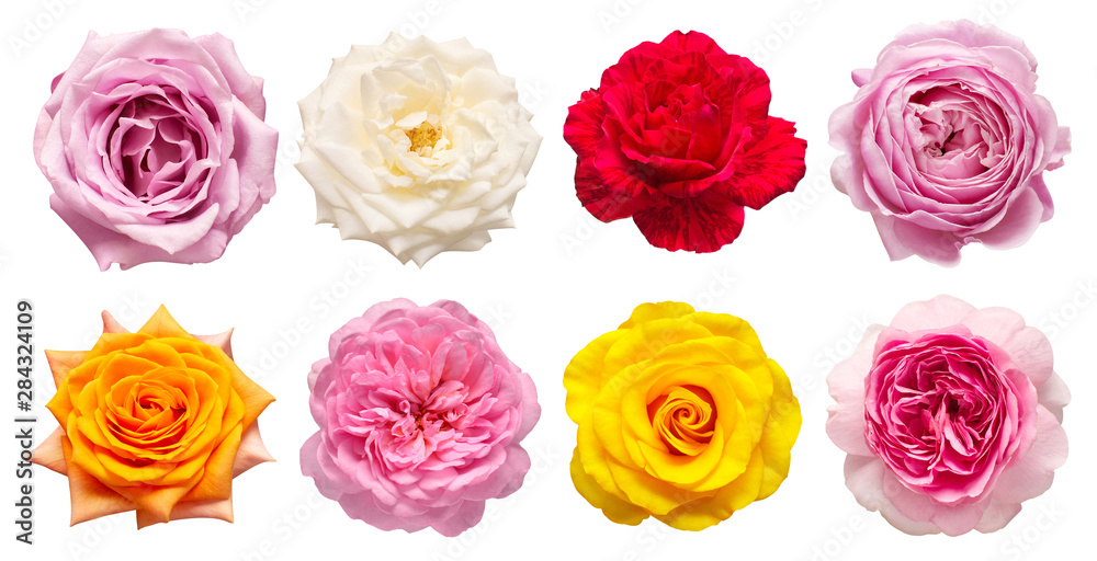 Collection multicolored flowers head roses isolated on a white background. Flat lay, top view Collection multicolored flowers head roses isolated on a white background. Flat lay, top view