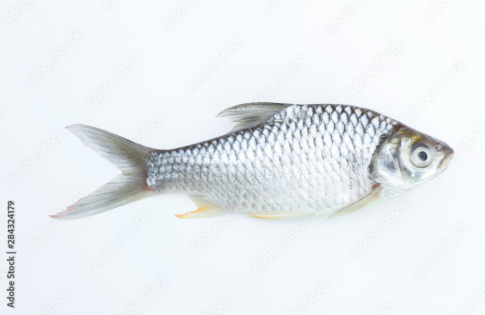 carp fish on white background for food editing work carp fish on white background for food editing work