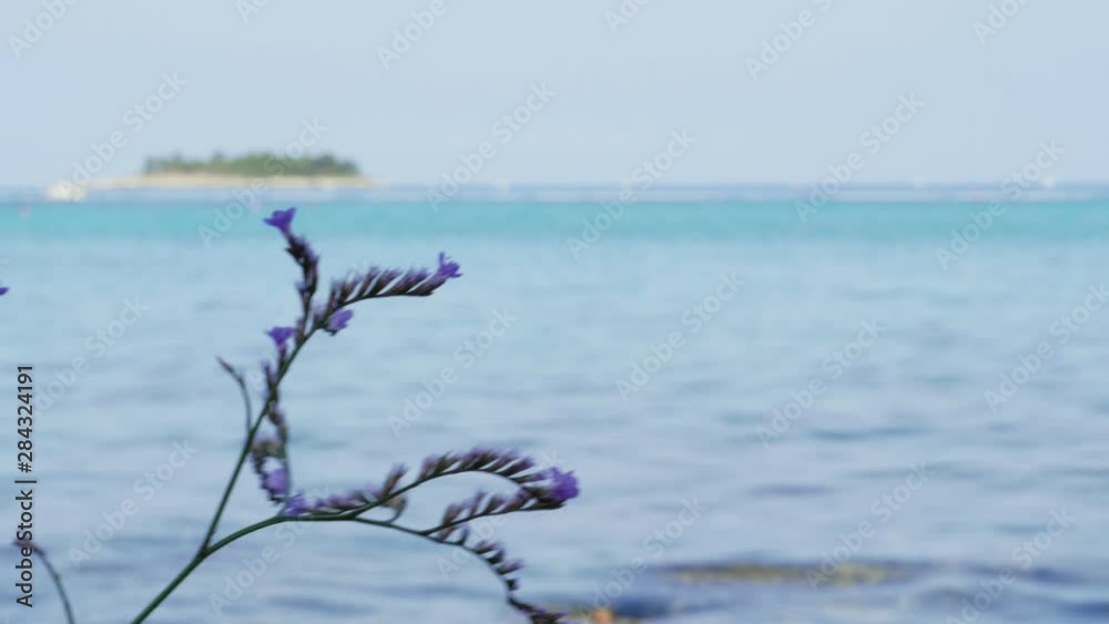 Flowering violet limonium plant against sea, tropical island, blue sky, handheld shot. Sea-lavender purple flowers on Adriatic beach. Closeup of blooming lilac sea lavender on aquamarine background Flowering violet limonium plant against sea, tropical island, blue sky, handheld shot. Sea-lavender purple flowers on Adriatic beach. Closeup of blooming lilac sea lavender on aquamarine background