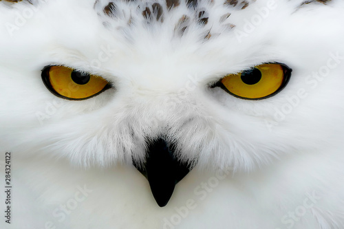 Schnee Eule