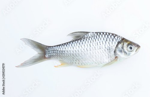 carp fish on white background for food editing work