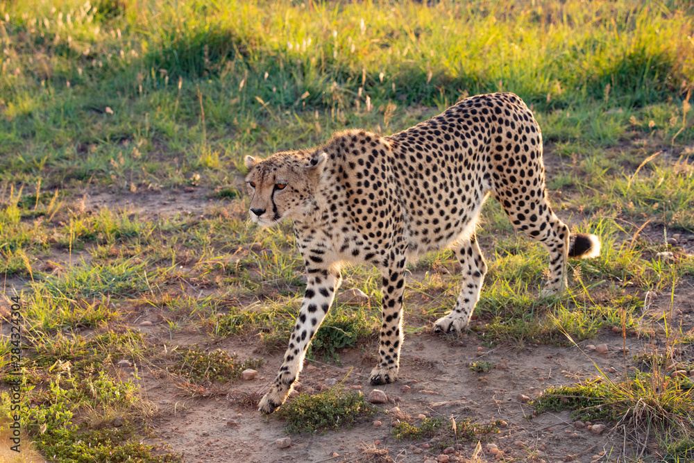 cheetah walking in the early morning light in the Masai Mara cheetah walking in the early morning light in the Masai Mara
