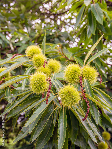 Ripening sweet chestnuts from close