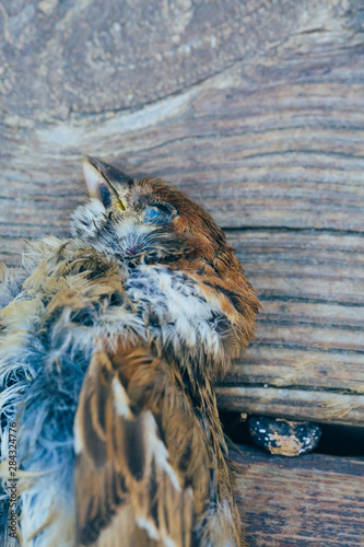 Sparrow bird dead on outdoor wooden floor