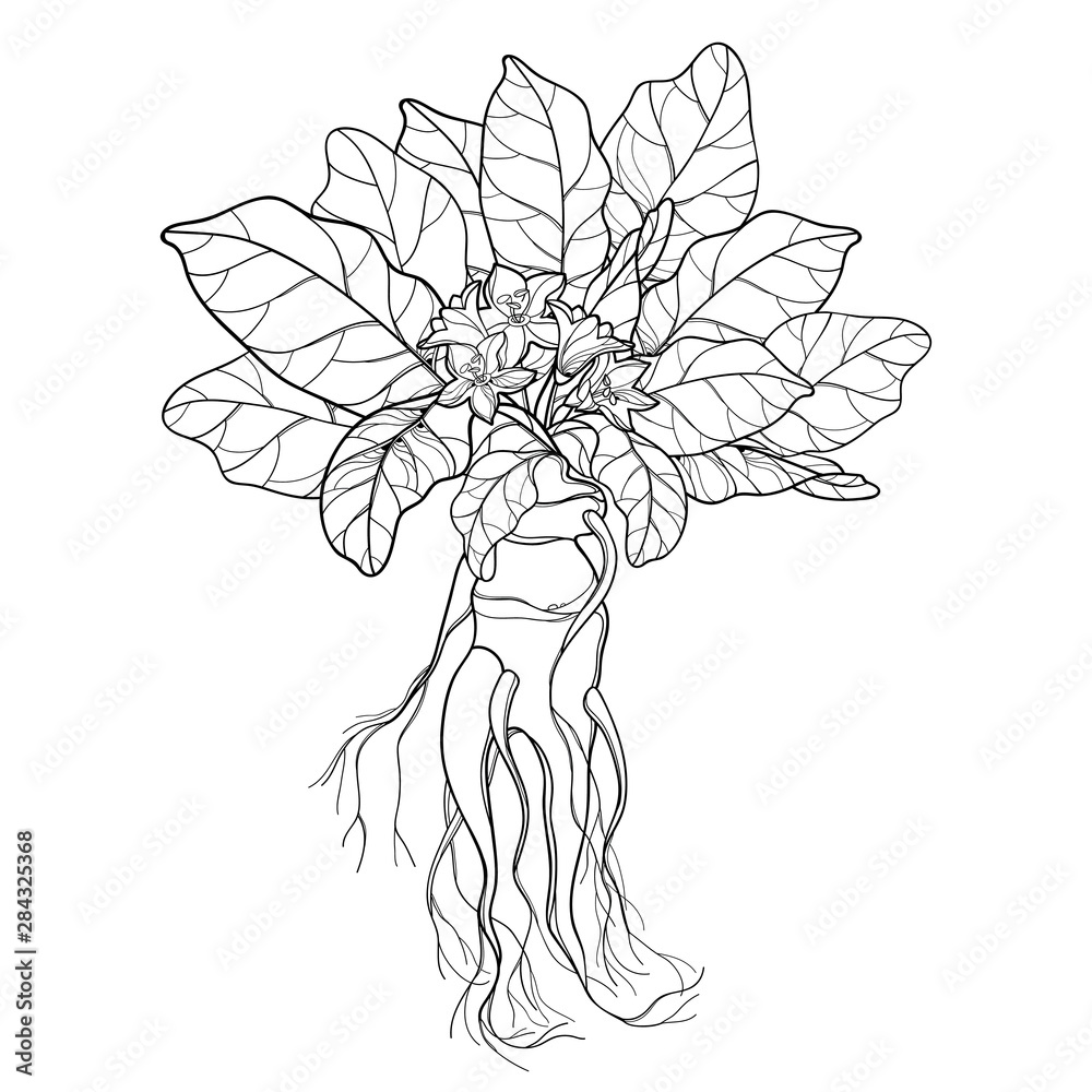 Mandrake Mandragora Root Vector Images (85)