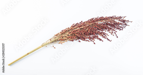 Photos Red sorghum spike on white background