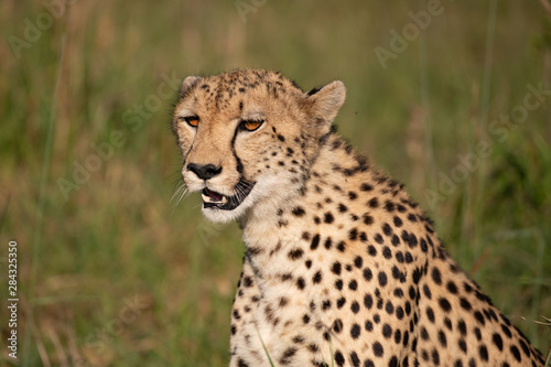 close up portrait picture of a cheetah